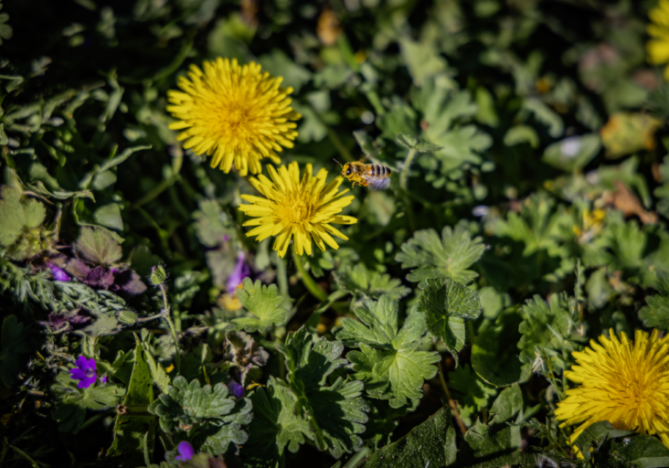 Bij op wilde bloemen - foto Rob Voss midres