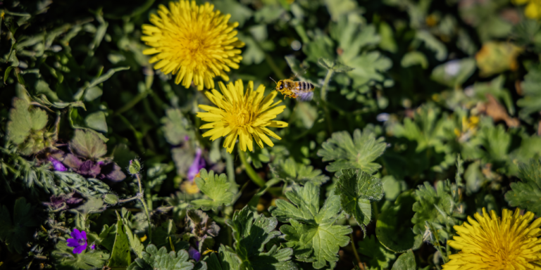 Bij op wilde bloemen - foto Rob Voss midres