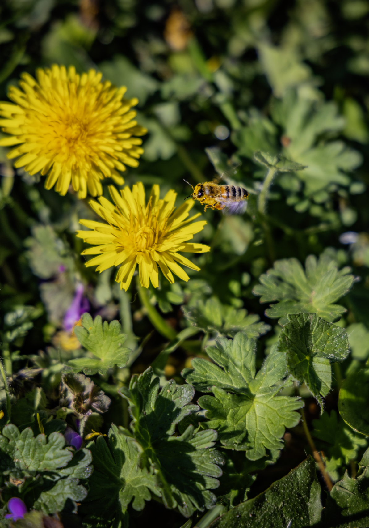Bij op wilde bloemen - foto Rob Voss midres